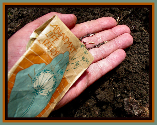 Sementes (crédito: pictoscribe)